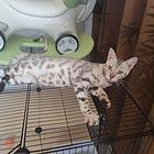 成年豹猫母出售