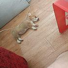 柯基犬