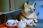 池州本地柴犬犬舍，本地柴犬在哪里