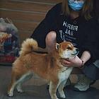 文山正规柴犬犬舍（优莱柴犬）高品质柴犬基地