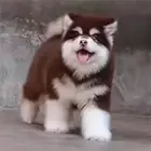 【CKU犬舍】抚州靠谱阿拉斯加犬舍  健康纯种保养活