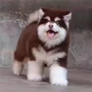 【CKU犬舍】莱芜靠谱阿拉斯加犬舍  健康纯种保养活