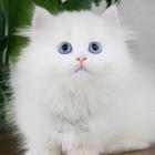 哪里有卖拿破仑的多少钱 矮脚猫长毛猫包纯种健康