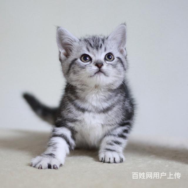 台州在哪可以买到纯种美短  纯种美短要多少钱呢的图片