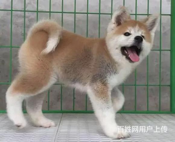 通辽上哪里买秋田犬比较好，上哪里可以买到秋田犬的图片
