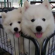青岛【*推荐】萨摩耶犬舍‖萨摩耶养殖场