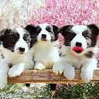 三门峡哪里有边牧卖 边牧犬舍信息