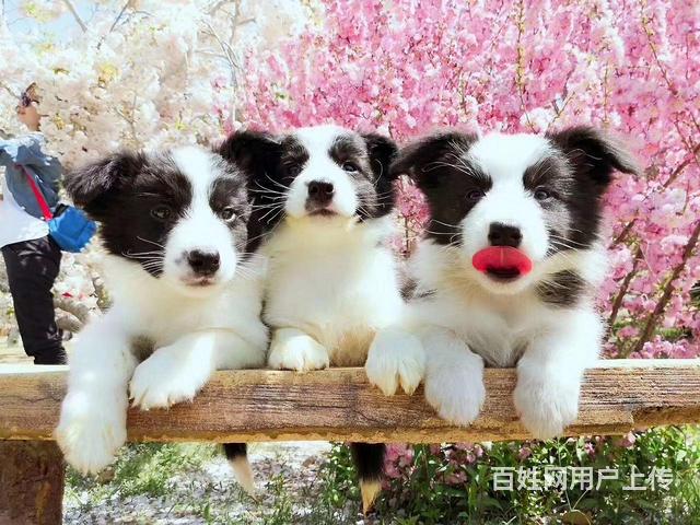 中卫边牧养殖基地 边牧什么价位的图片