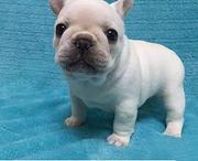 宜春法斗养殖户 繁殖法斗幼犬的地址