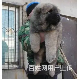 实拍现货视频一高加索幼犬保健康保纯种签协议的图片