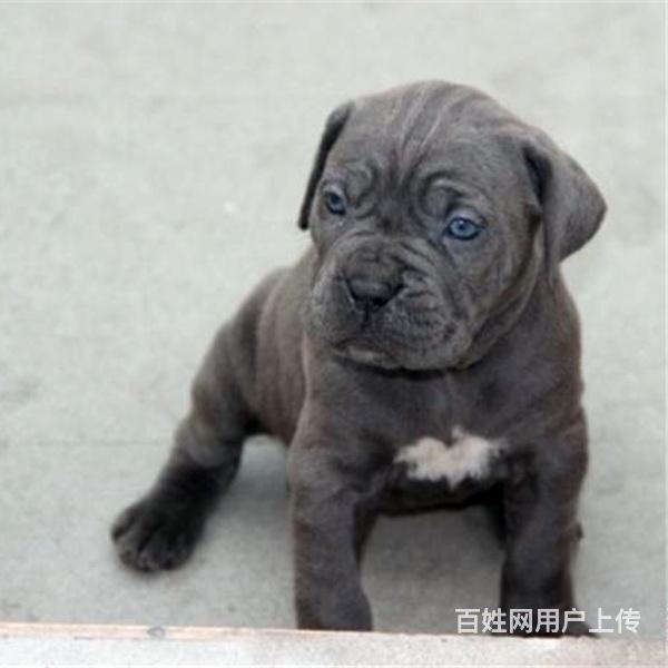 通辽卖卡斯罗的犬舍，犬舍卡斯罗一般价位的图片