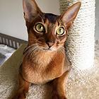 河南新乡双血统阿比西尼亚猫优惠出售