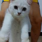 自家猫下的崽，找真心爱猫的主人