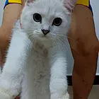自家猫下的崽，找真心爱猫的主人