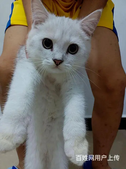 自家猫下的崽，找真心爱猫的主人的图片
