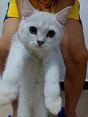 自家猫下的崽，找真心爱猫的主人