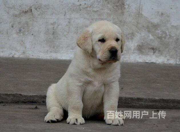 北京哪里卖拉布拉多犬 纯种拉布拉多 三个月拉布拉多