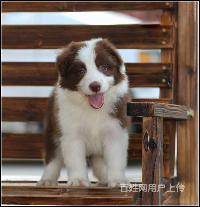 北京市边牧犬 赛级边境牧羊犬繁殖 完美售后