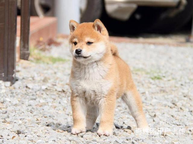 赛级日系柴犬价格三个月柴犬出售可签协议