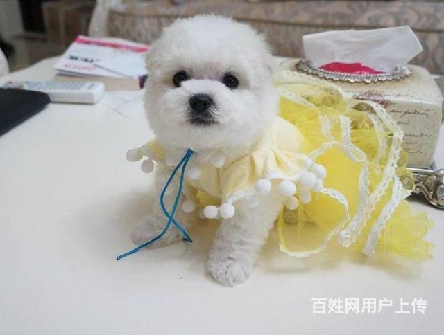 纯种比熊幼犬 比熊幼犬 品相极佳 价位您满意的图片