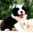 出售   高品质边牧宝宝【益帆边境犬舍】
