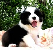出售   高品质边牧宝宝【益帆边境犬舍】