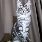 宁波哪里有缅因猫卖的 缅因猫照片 疫苗齐全包健康
