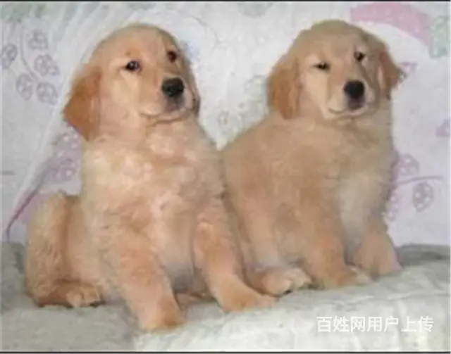纯种健康金毛幼犬、品种齐全纯正血统 品质有保证的图片