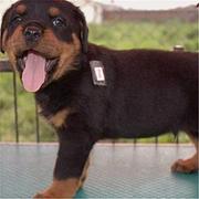 通化【*推荐】罗威纳犬舍‖罗威纳养殖场