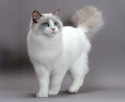 鞍山布偶猫基地◆卖布偶猫的地方