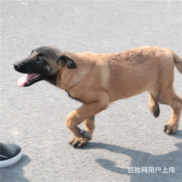 盐城上哪里买马犬比较好，上哪里可以买到马犬的图片