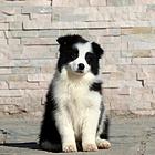 纯种高品质边牧幼犬出售 疫苗驱虫 保证健康可签协议