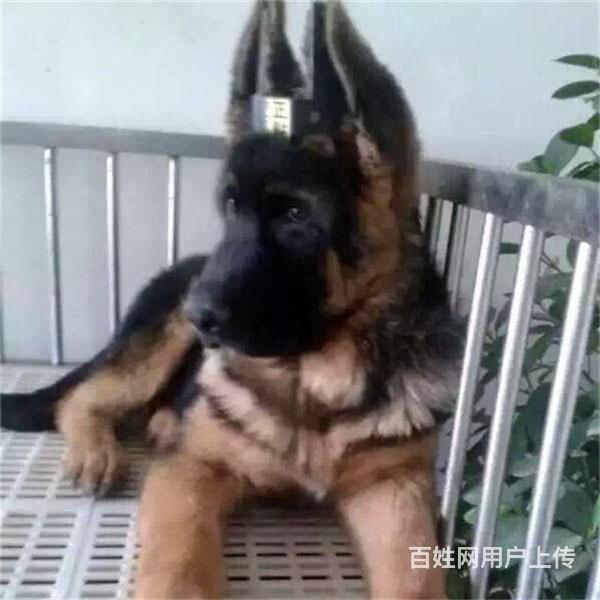 威海本地德牧犬舍在哪儿▲本地德牧养殖基地的图片