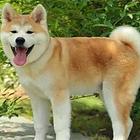荆州忠诚护主赛级日本秋田犬 有公母上门价优惠看父母
