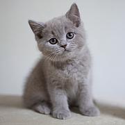 黄石靠谱的卖蓝猫的商家 蓝猫一只价位