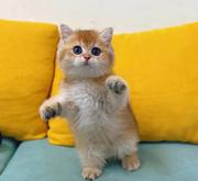 蓝猫标斑起司蓝白渐层哪里有 图片价格 多少钱一只