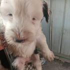 古牧幼犬
