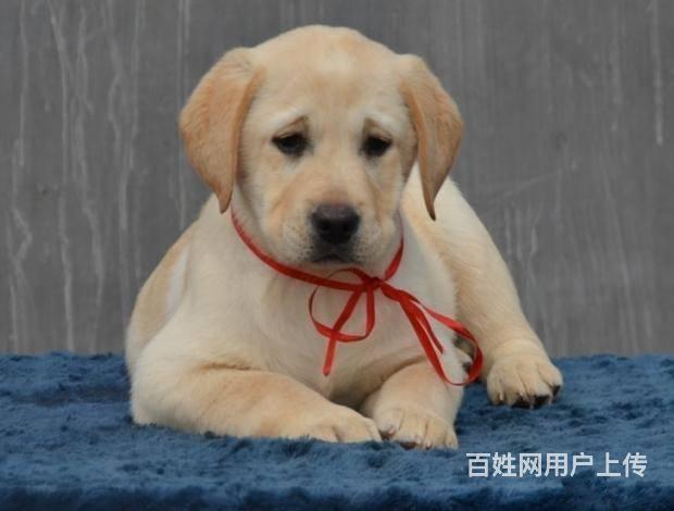 北京哪里卖拉布拉多幼犬 纯种拉布拉多犬 健康保一年