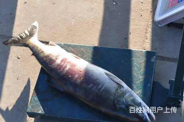 黑龙江抚远特产新鲜冷冻野生大马哈鱼鲜活未腌制新鱼大