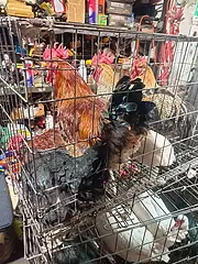 自己家养的笨猪，大公鸡，非洲燕，大鹅