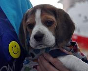 襄阳哪有繁殖比格犬幼犬的，比格犬幼犬多少钱一只