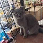 纯种蓝猫