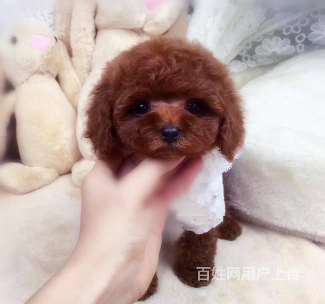 纯种泰迪犬多少钱一只 玩具体泰迪 专业繁殖泰迪犬