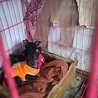 铁包金小鹿犬一公两母