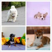 新乡犬舍位置附近养狗场