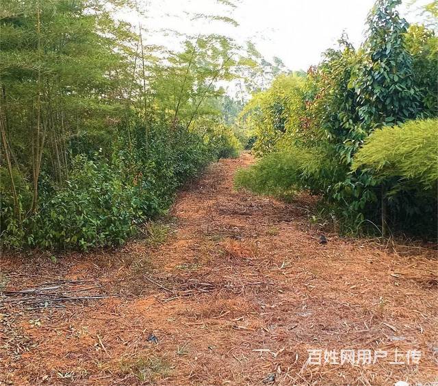 广东韶关150亩林地转让18年年限的图片