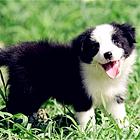 晋中买一只边牧大概要多少钱，边牧犬舍地址