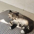 长毛乌云盖雪猫