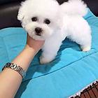 小体比熊 纯种比熊 纯种迷人卷毛雪白比熊 做齐疫苗