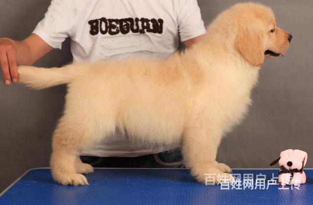 阿拉善金毛犬舍金毛多少钱一只的图片